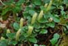 salix kurilensi-1
